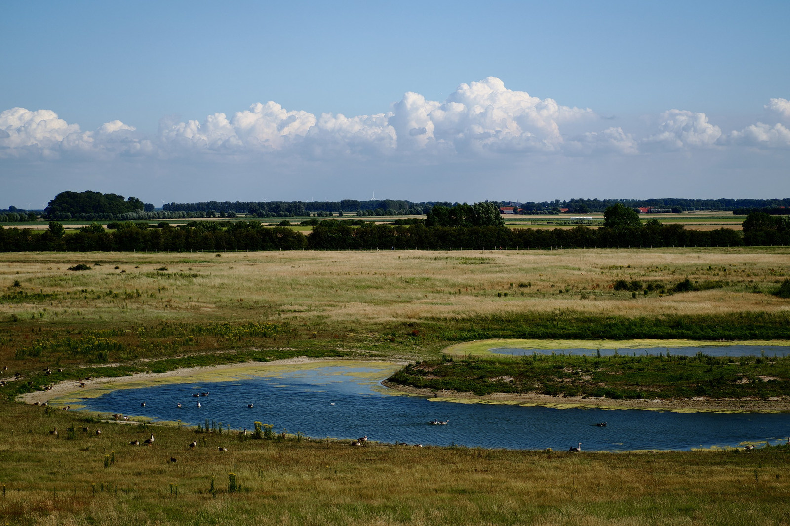 Wetlands, grazing fields, and birds beneath summer clouds at Het Zwin in Belgium
