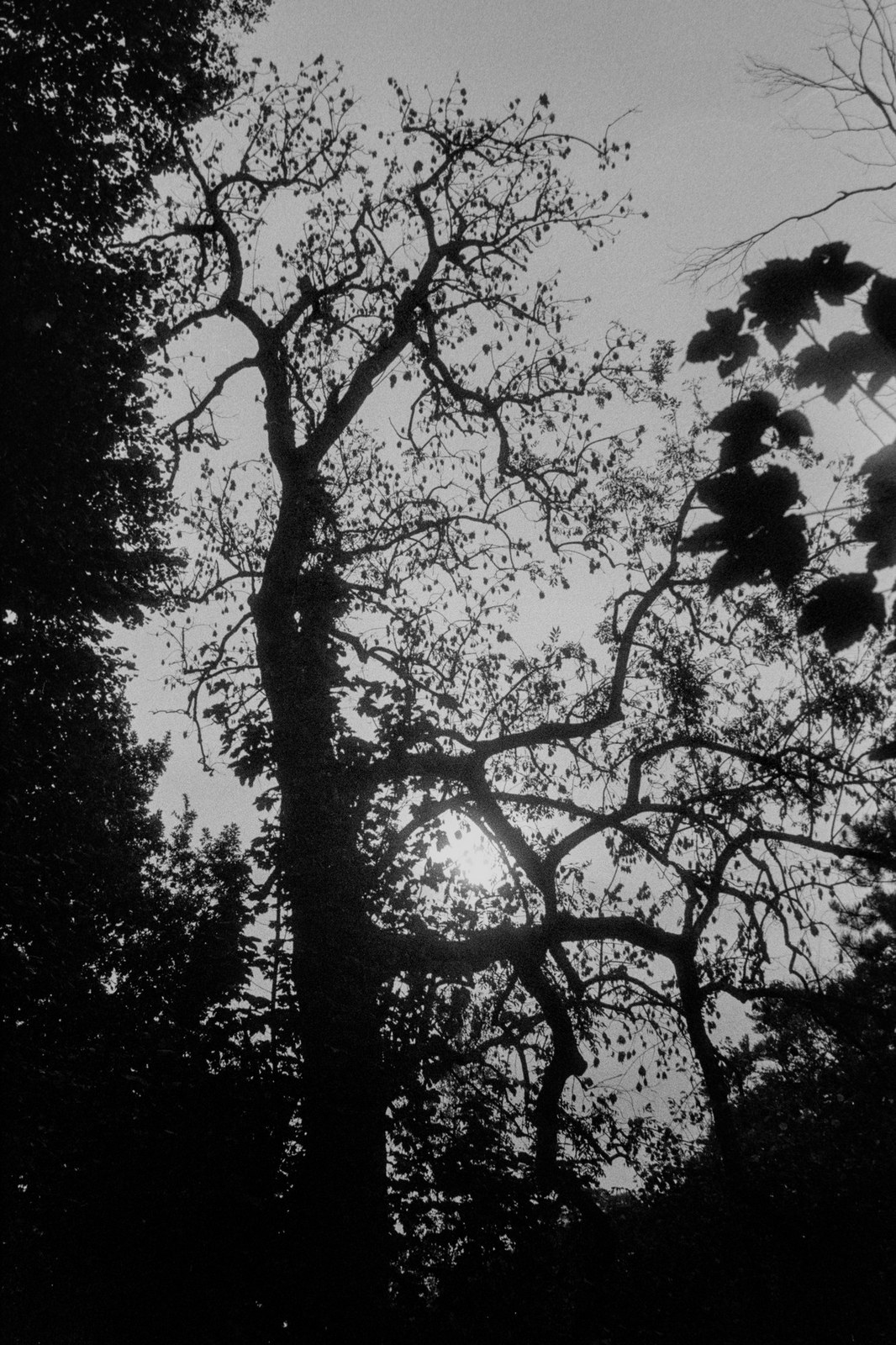 Sunlight filtering through the branches of a tall tree in Heuvelland